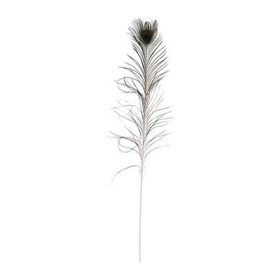 Pauwenveer – 120 cm