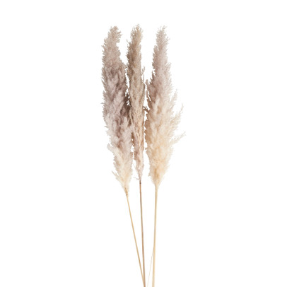 Pampasgras – 3 stuks – 100 cm