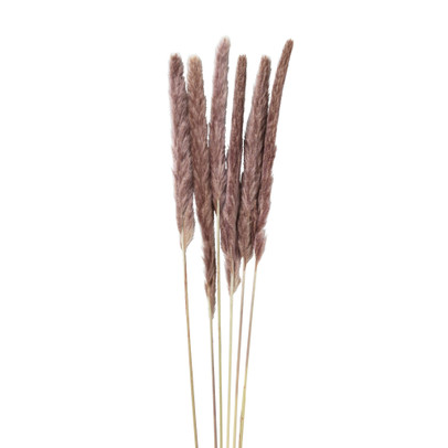 Pluim smal – 6 stuks – 70 cm