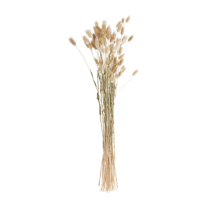 Lagurus – naturel – 60 cm