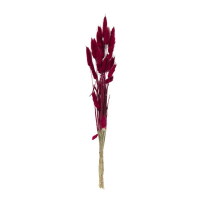 Lagurus – bordeaux – 60 cm