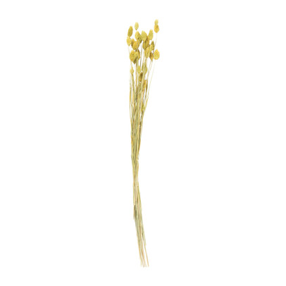 Droogbloem phalaris – okergeel – 60 cm