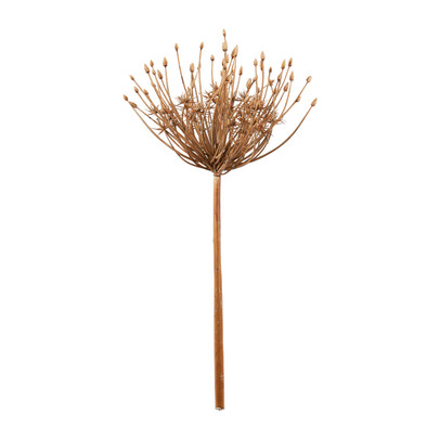 Allium grote  knoppen – 53 cm